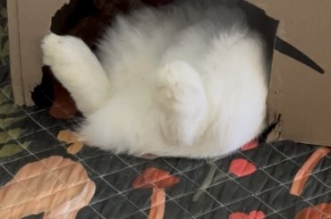 What do you call this sleeping position?