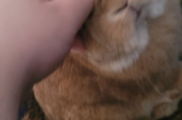 Pets for my baby
