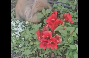 Chandler eating my wife's favorite flowers.