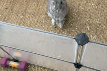 Extremely good boy taking his daily milk thistle!