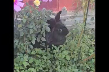 Licorice and Chandler in their breakfast garden
