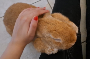 pets for the baby