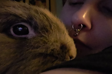 Face snuggles with Moo 🐰🩷