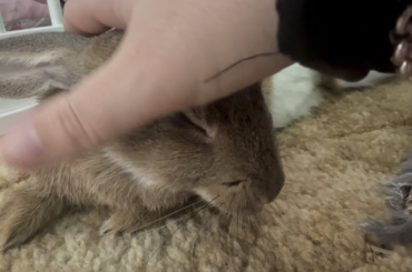 Sweet ladybun