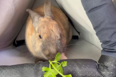 Veggies are the life