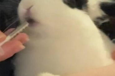 I did the trend with oreo, first clip he was just a baby!