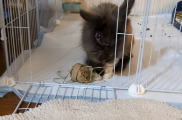 I found out Grandpa Buttons isn't 12... He's 13!! Old man still likes to play