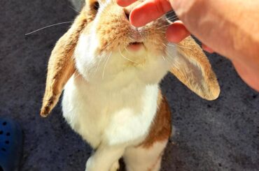 investigation for treats (no treats in hand)