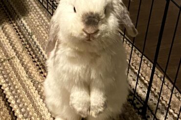 He woke me up by dragging around his ceramic bowl to feed him pellets at 6am