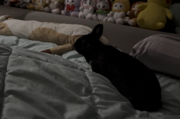 Guess who peed on the bed