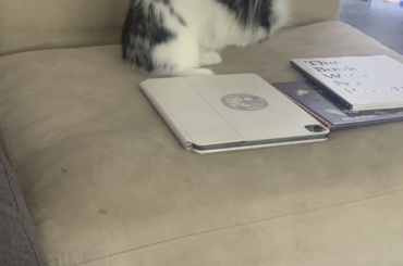 POV: you just clipped Sir Stanley’s nails