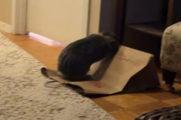 Finally caught some shenanigans on video 😭