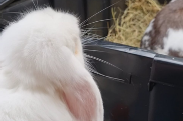 They found the hay
