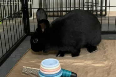 this dumb video I made of my shelter bunnies binkying is the reason I get up in the morning