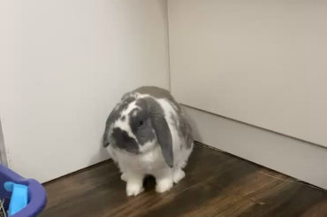 Do you guys think my bunny is mad at me 👀
