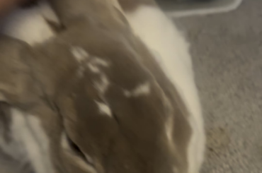 Floof that does NOT like being pet backwards