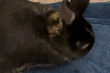 Floppy