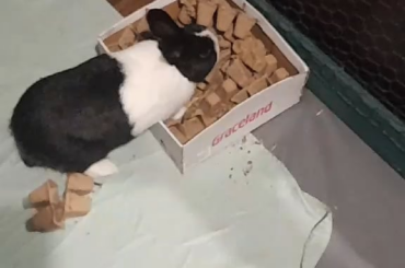 I really wanted a foraging mat but they're kinda expensive... So I just made a DIY foraging box