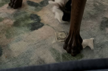 my bunny tried to rob me today