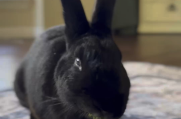 Our Newly Adopted Bun