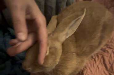 He loves a hard pet.