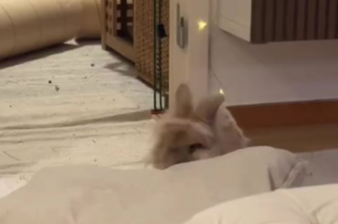 Pillow grooming