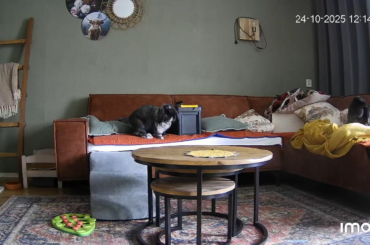 When de cat's away, the bun will play