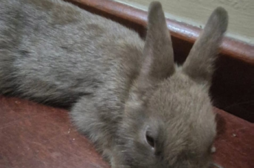 so I made this video of my friends bunny, Isha