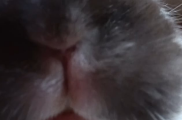 mouf after getting a treat