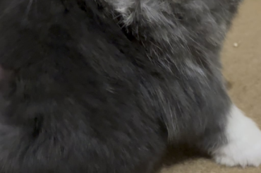 Does anyone else’s rabbit “groom” themselves when you fuss them?