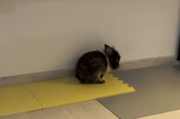 He jumps, then cleans, then jumps... Then he fllllooooooppppppssss!!!