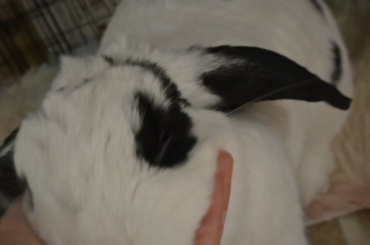 oreo our baby