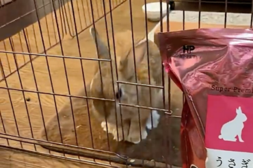 GIMME PELLETS, GIMME PELLETS!!!