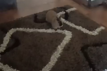 happy bunny