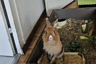 Ghiotta died 1 month ago. She was 9 years old and wasnt like a normal rabbit