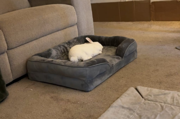 Bugs finally slept in his bed the other night ❤️