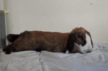 My bunny bites the sheets. What do I do to stop him from doing it again?