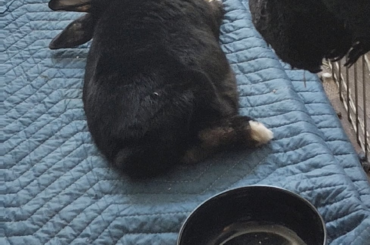 41 sec of bunny-puppy dreaming ❤️