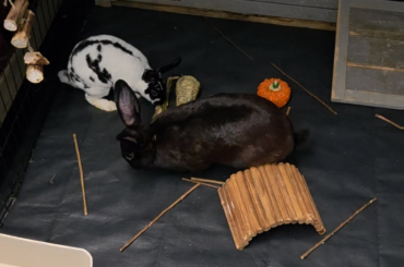 Cleaned their play area and hutch today!! Super happy buns