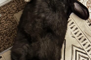 Behold him in all his floofy glory