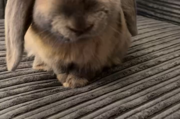 Just Peaky Pie being a cutie pie