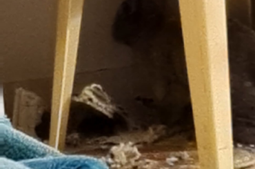 "why does your bunny have sore hocks?" THE BUNNY EVERY TIME I GET A RUG