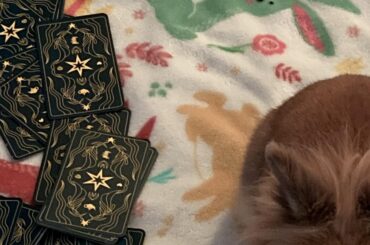 The Loaf with her Tarot Cards