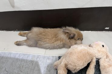 Bunbun tired after a day of eating and hopping around