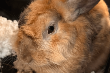 What type of rabbit?