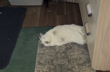 Land Lard
