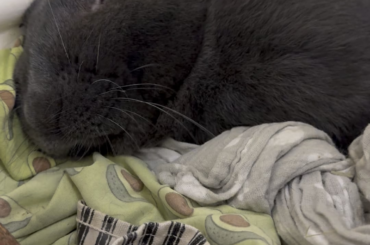 A dreaming Midnight’s reaction to waking up and realizing mom’s right there with him