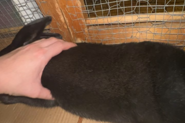 Mini Flemish Giant…. Allows forbidden touchies