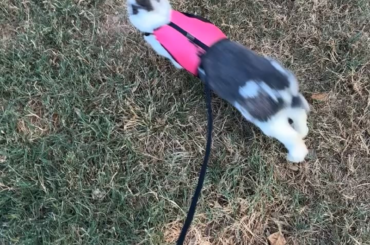 Frida likes her outdoor walkies