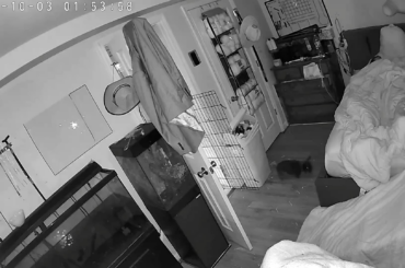 Nobody: My bunnies at 2 am: